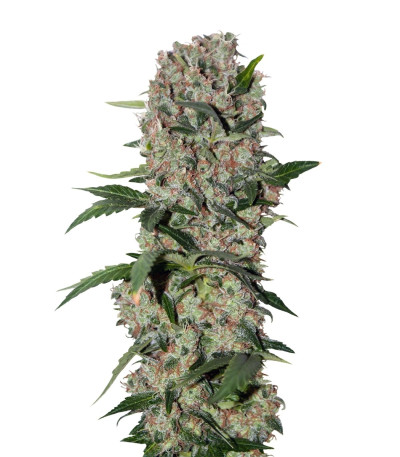 Семена сорта Papaya reg