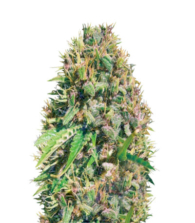 Семена сорта Super Mazar fem (Victory Seeds)