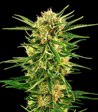 Семена сорта Durban Poison Auto fem (Семяныч)