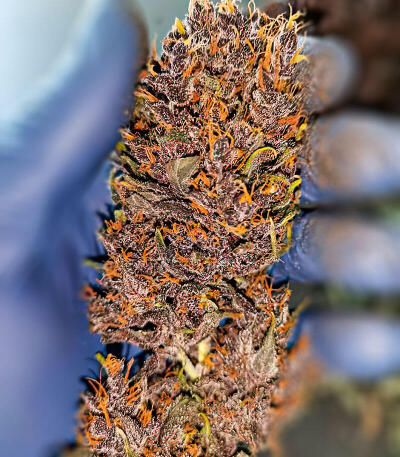 Семена сорта Green Poison Auto fem (Семяныч)