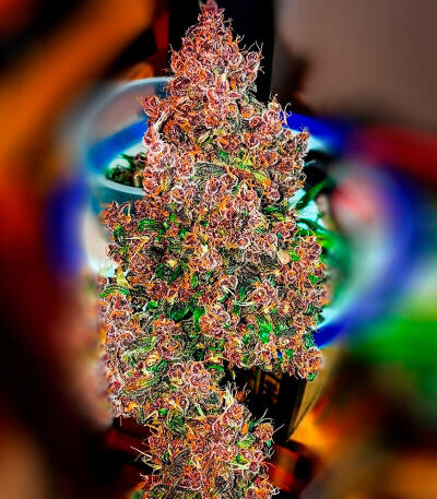Семена сорта Green Poison Auto fem (Семяныч)