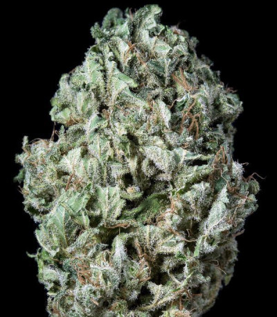 Семена сорта Sour Diesel Autoflowering fem (Dinafem Seeds)