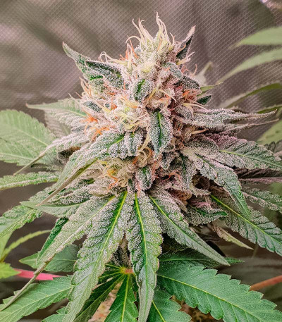 Семена сорта Persian Pie fem (Green House Seeds)