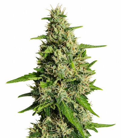 Семена сорта Auto Ak (Auto Ak 47) fem (Семяныч)
