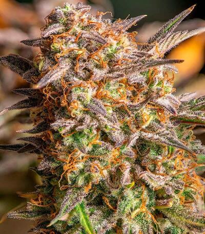 Семена сорта Durban Poison Auto fem (Семяныч)