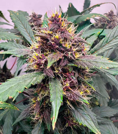 Семена сорта Green Poison Auto fem (Семяныч)