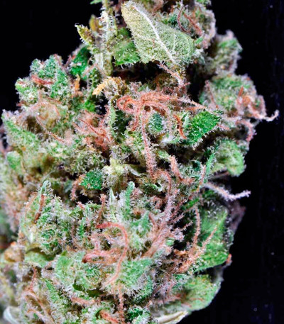 Семена сорта Red Diesel fem (Barney's Farm)