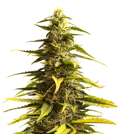 Семена сорта Sour Diesel Auto fem (Herbies Seeds)