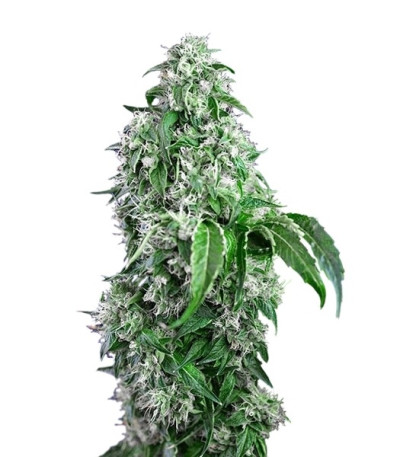 Семена сорта Big Devil F1 Fast Version fem (Sweet Seeds)