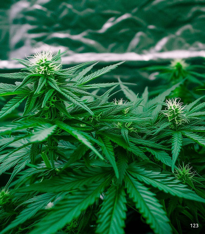 Семена сорта Gorilla Auto fem (Семяныч)