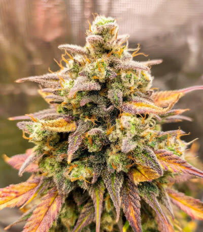 Семена сорта Strawberry Gorilla Auto RF3 fem (FastBuds)