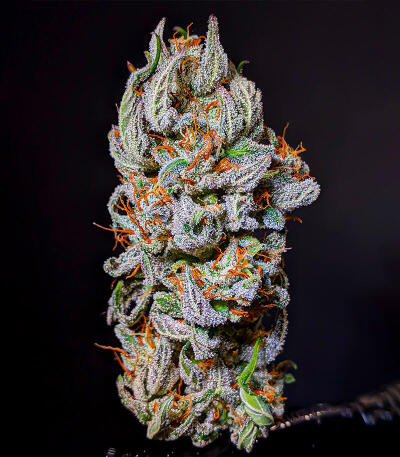 Семена сорта OG Kush Auto fem (Семяныч)