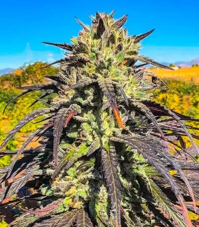 Семена сорта Ultimate Bubba Auto fem (Семяныч)