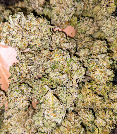 Семена сорта Gorilla Glue #4 Fast Version fem (Easy Grow Seeds)