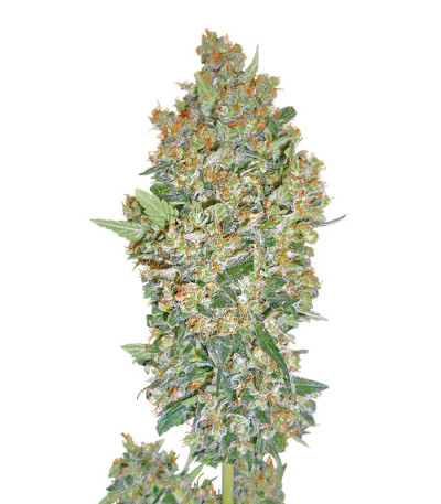 Микс семян конопли Female Collection #1 (00 Seeds)