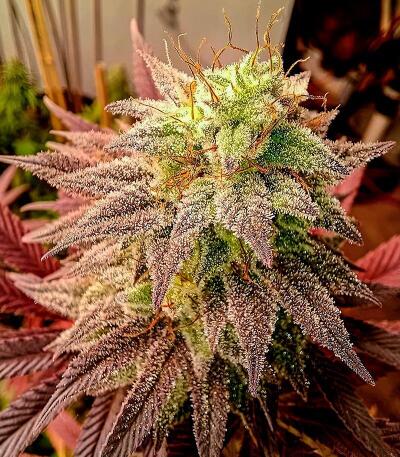 Семена сорта Chemdog Auto fem (Семяныч)