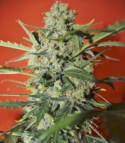 Семена сорта Northern Express Auto fem
