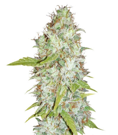 Микс семян конопли Medical Collection 8 (World of Seeds)