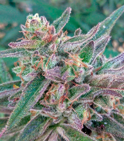 Семена сорта Black D.O.G. fem