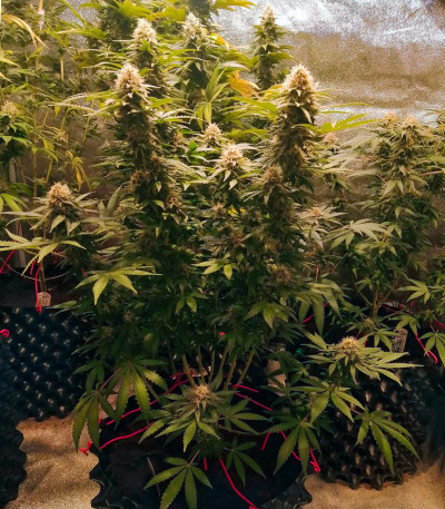 Семена сорта Cafe Racer (Blimburn Seeds)