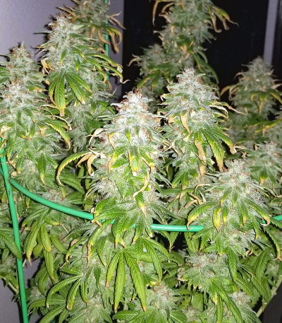 Семена сорта Lemon Tree fem (Barney's Farm)