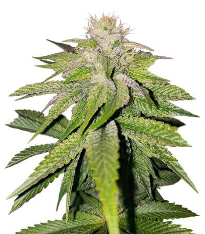 Семена сорта LA Confidential Autoflower fem (Семяныч)