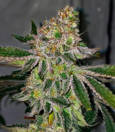 Семена сорта Lemons fem (UKHTA)