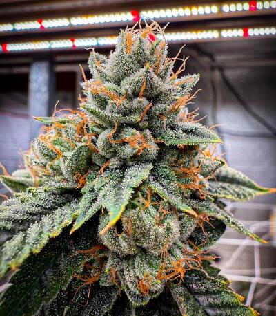 Семена сорта OG Kush Auto fem (Семяныч)