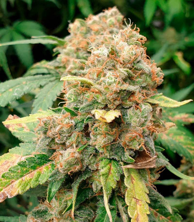 Семена сорта Phantom OG fem (Barney's Farm)