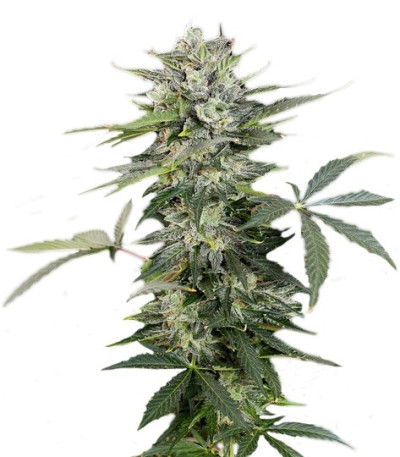 Семена сорта Roadrunner Autoflowering fem