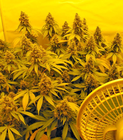 Семена сорта Chemdog fem (Green House Seeds)