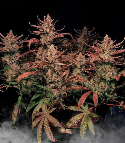 Семена сорта Strawberry Gorilla Auto RF3 fem (FastBuds)