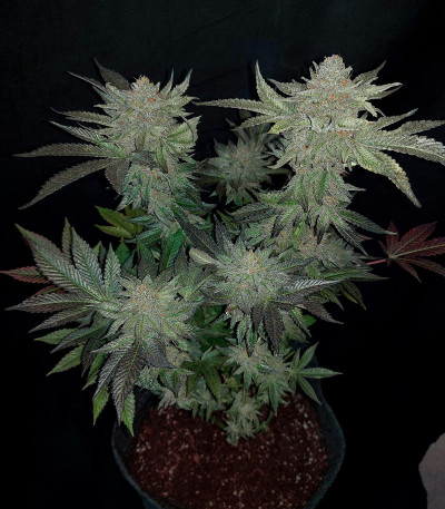 Семена сорта The New fem (Humboldt Seeds)