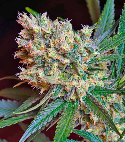 Семена сорта Green Poison F1 Fast Version fem (Sweet Seeds)