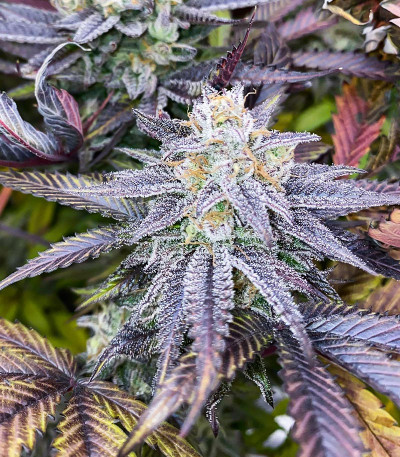 Семена сорта Ice Cream Cake Fast Flowering fem (Humboldt Seed Organization)