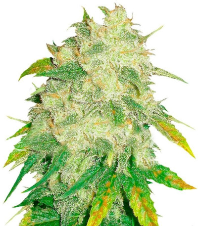 Микс семян конопли Gourmet Collection – Automatic Strains #1 (Delicious Seeds)
