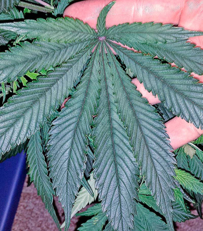 Семена сорта Chrystal fem (Nirvana Seeds)