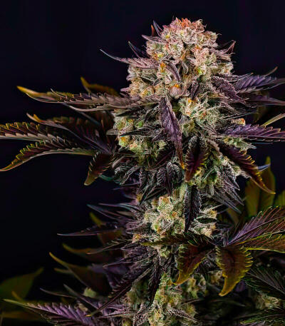 Семена сорта Frostbanger Auto F4 fem (FastBuds)