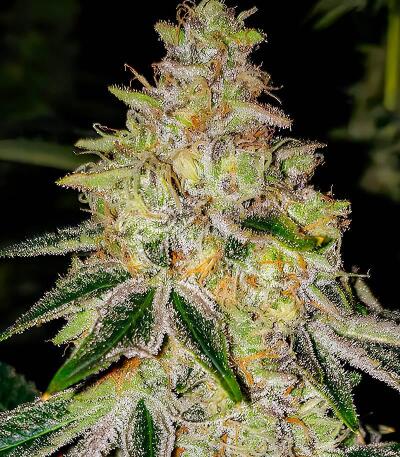 Семена сорта Mac n’ Jack R1 fem (Ethos Genetics)