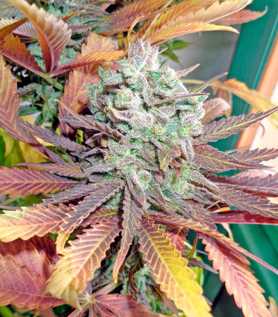 Семена сорта Money Maker fem (Strain Hunters)