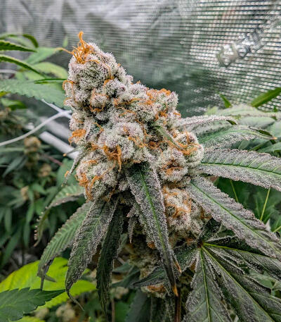 Семена сорта Purple Punch F1 fem (Seedkeepers)