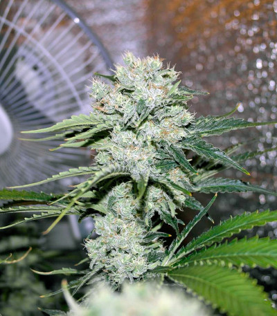 Семена сорта Critical Kush fem (Barney's Farm)