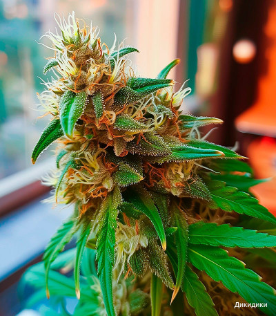 Семена сорта Dos-Vi-Dos Auto fem (Семяныч)