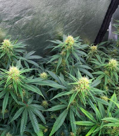 Семена сорта Northern Lights 10 of 10 fem (Seedkeepers)