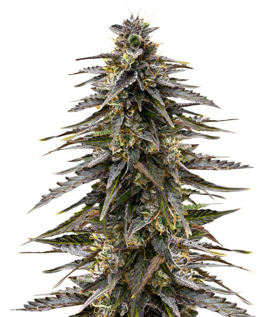 Семена сорта Moonshine Cookies fem (7CH American)