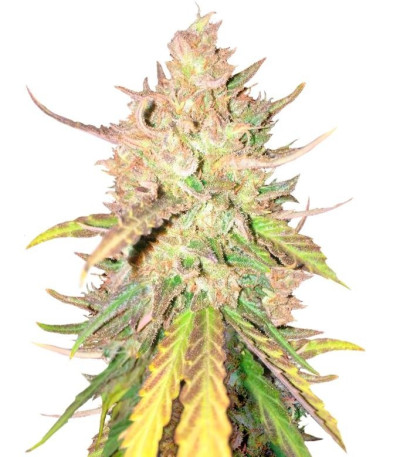 Семена сорта Sugar Candy fem (Delicious Seeds)