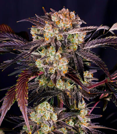 Семена сорта Frostbanger Auto F4 fem (FastBuds)