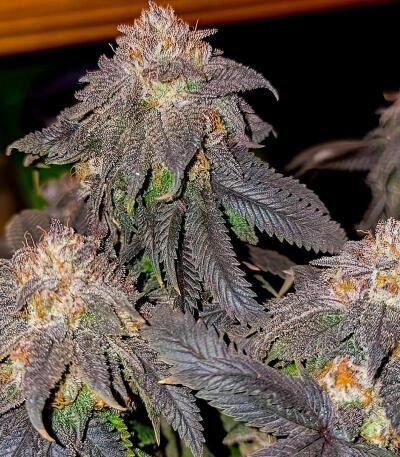 Семена сорта LA Confidential Autoflower fem (Семяныч)