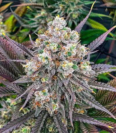 Семена сорта Nuggz R1 fem (Ethos Genetics)