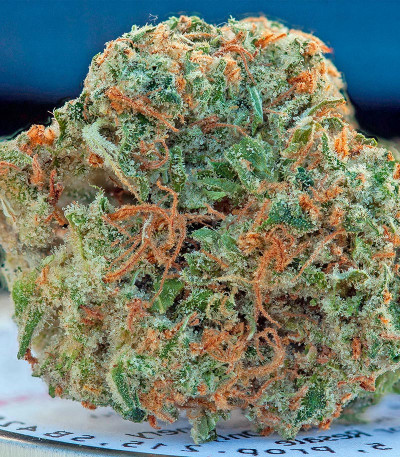 Семена сорта Original Strawberry Cough fem (Dinafem Seeds)